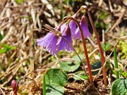62 Soldanella alpina